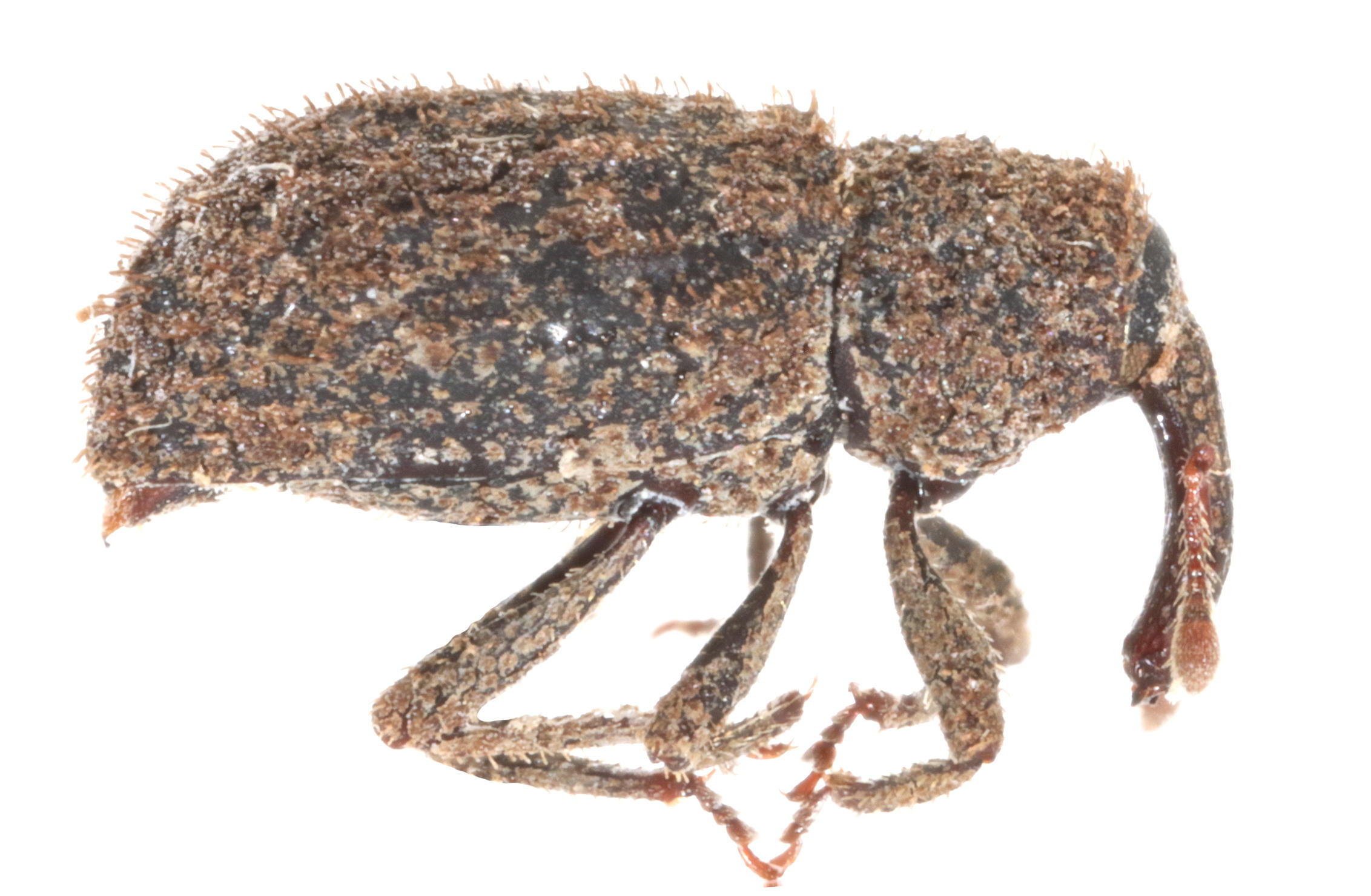 Anchonus galapagoensis Los Gemelos, Santa Cruz Island. Photo: María Sol Herrera, CDF, 2024.